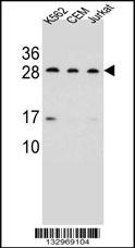 CD79A Antibody