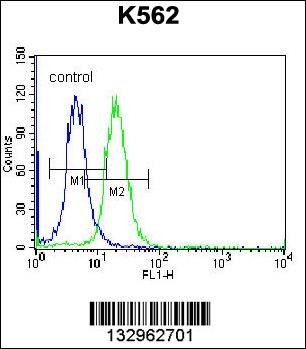 FSHB/FSH Antibody