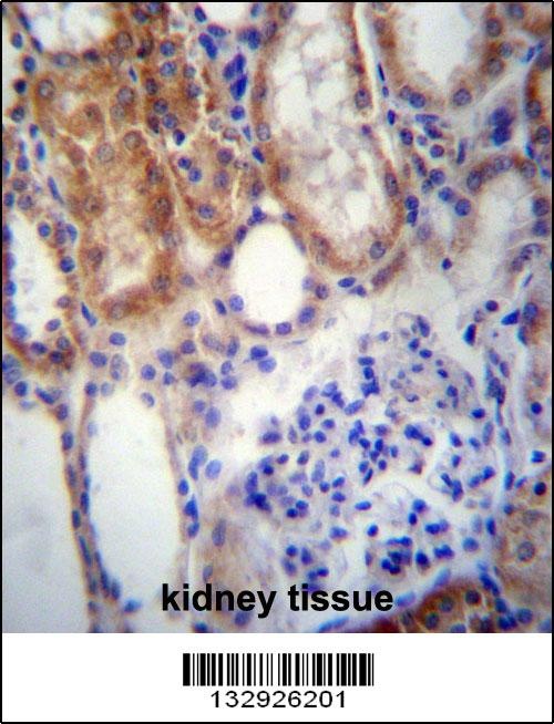 SUSD2 Antibody