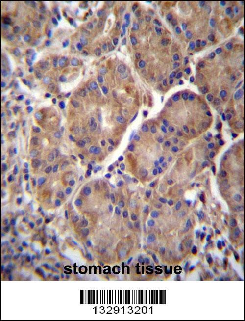 MMRN2 Antibody