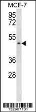 SCD5 Antibody