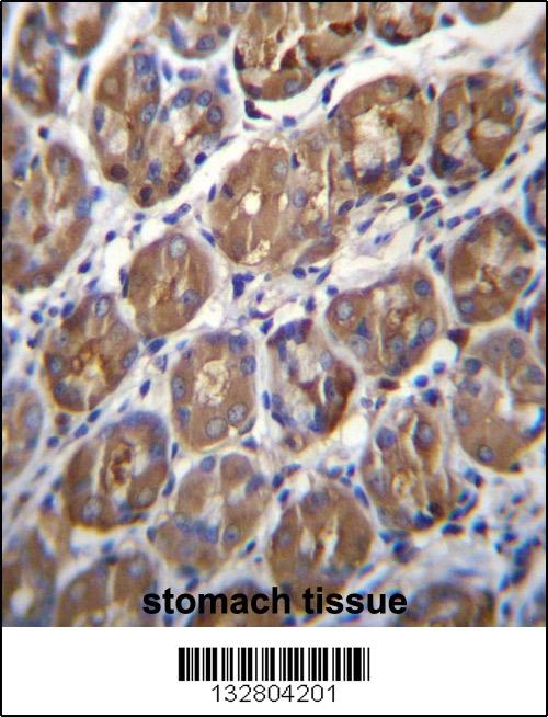 PGA4 Antibody