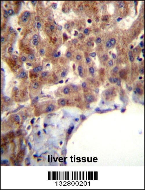 MBNL2 Antibody