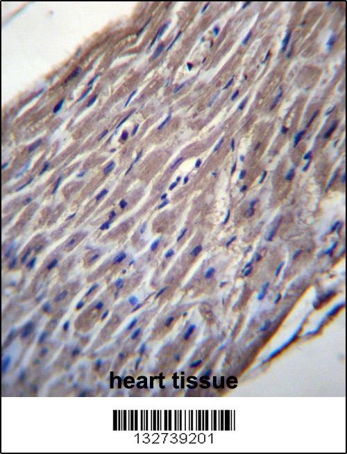 BVES Antibody