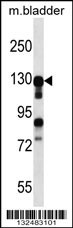 MKL2 Antibody