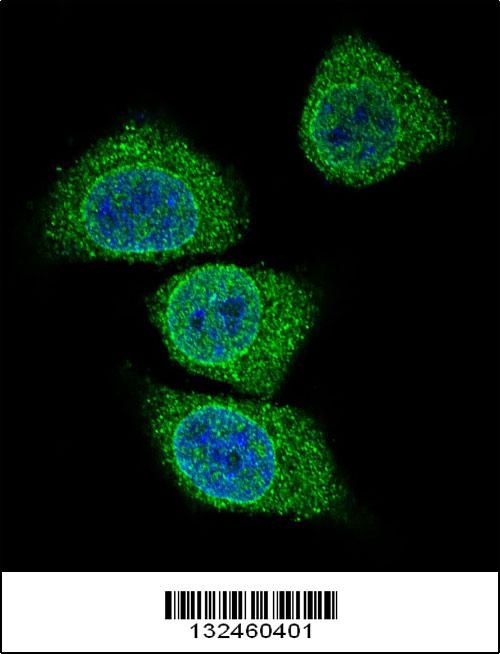 GIF Antibody