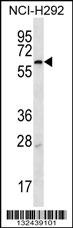 MBTPS2 Antibody