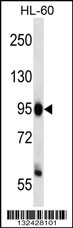 ZHX3 Antibody