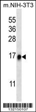 RPL35 Antibody