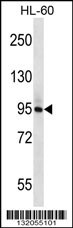 PLCD1 Antibody
