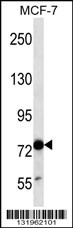 TLE4 Antibody