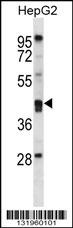 PON2 Antibody
