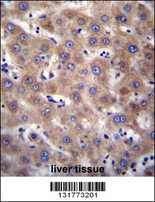 CDH19 Antibody