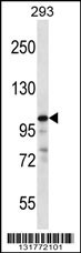 RASA1 Antibody