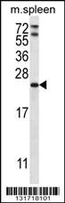 RAP1A Antibody