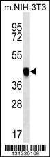 PAICS Antibody