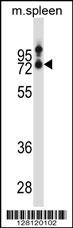 SLC15A3 Antibody