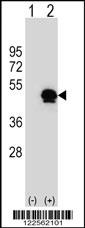 SERPINE1 Antibody