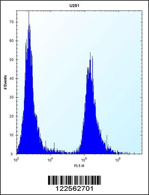 SERPINE1 Antibody