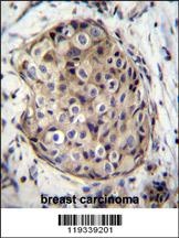 GMPR Antibody