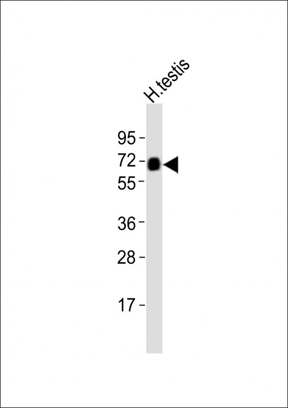 ZFP91 Antibody