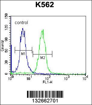 CACNG4 Antibody