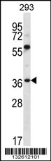 NPTN Antibody