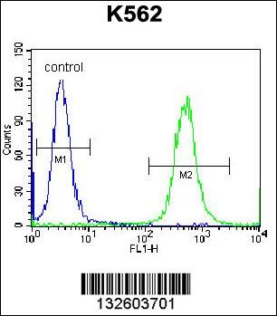 OXA1L Antibody