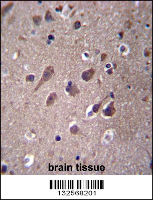 PHACTR3 Antibody