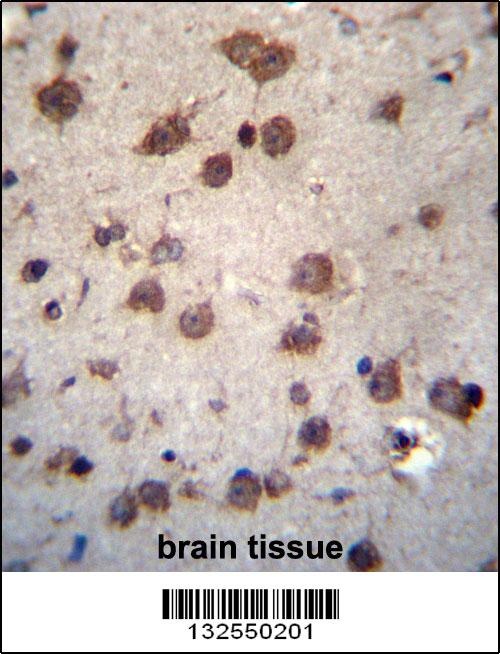 PHAX Antibody