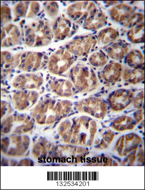 GPM6A Antibody