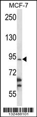 RBM28 Antibody