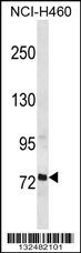 RFX2 Antibody