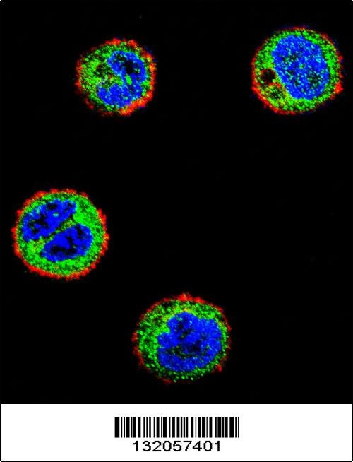 NFKBIL1 Antibody