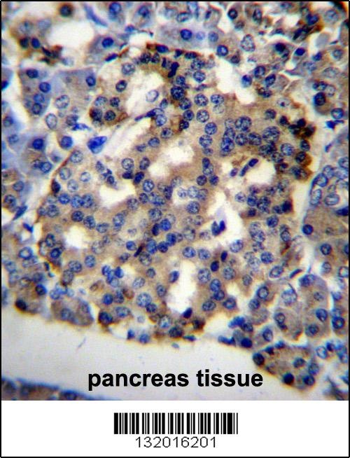 PEO1 Antibody