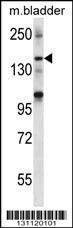 SHANK2 Antibody