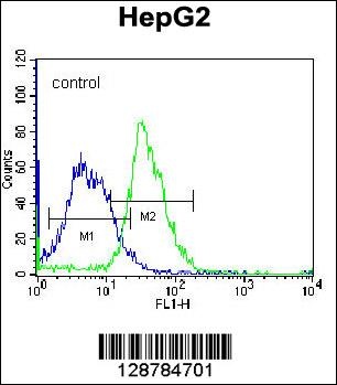 PLEKHH1 Antibody