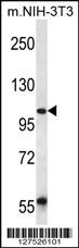 UBAP2 Antibody