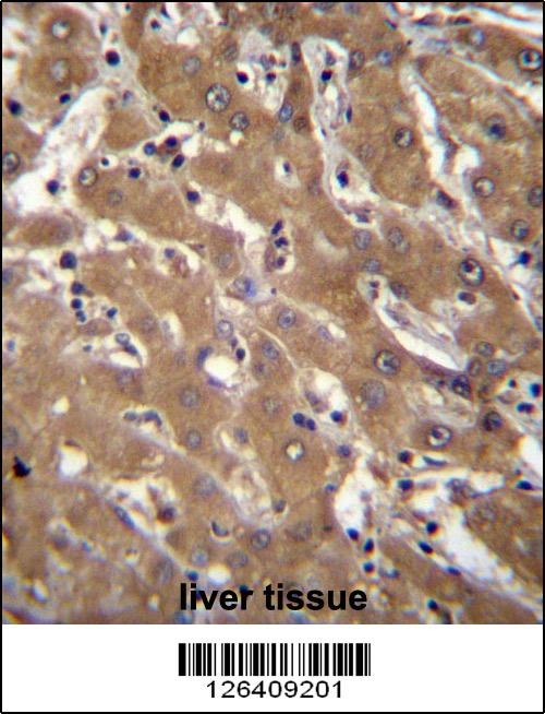 SPOPL Antibody