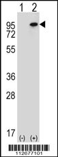 WHSC1L1 Antibody