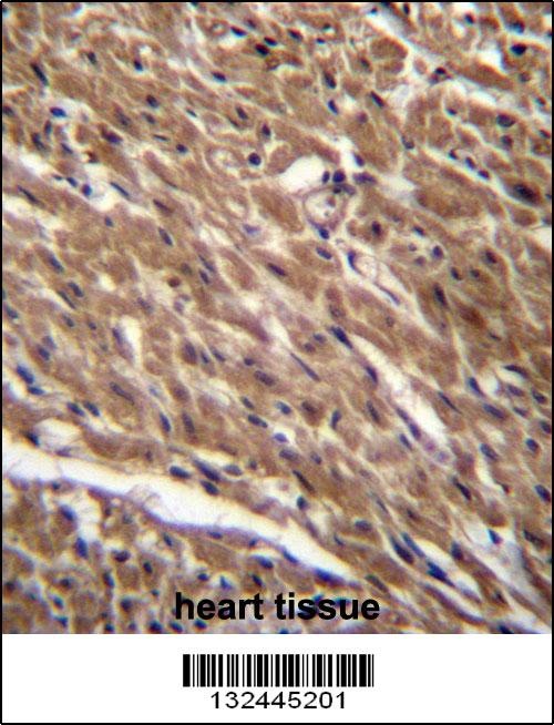 BTG3 Antibody