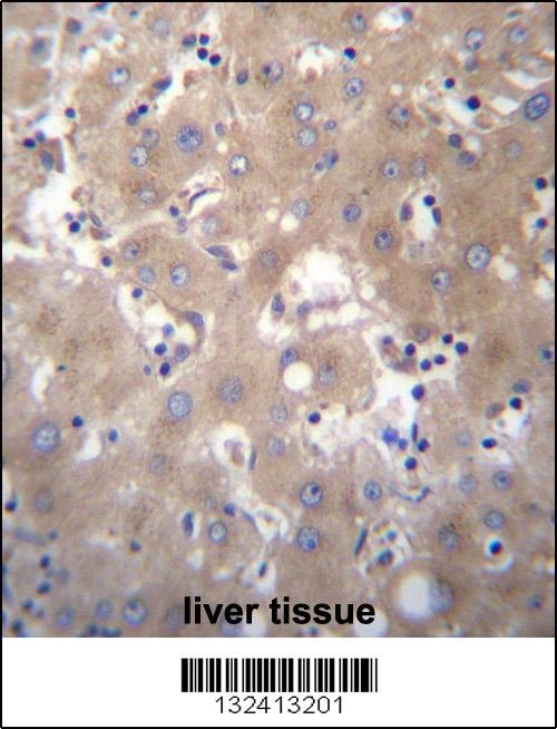 SIX5 Antibody