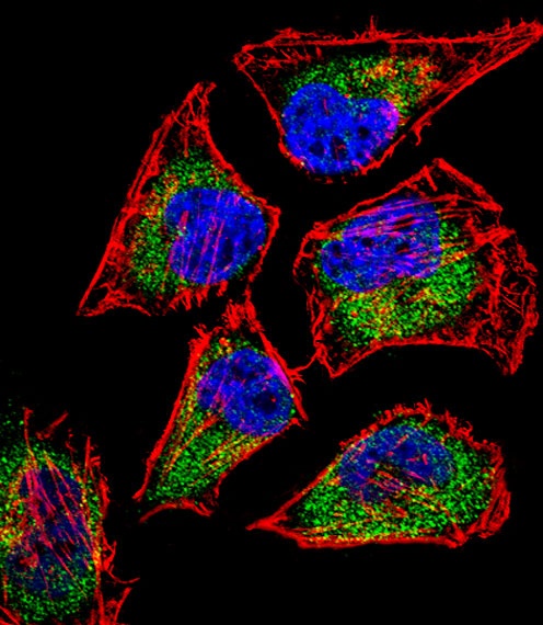 SIX5 Antibody