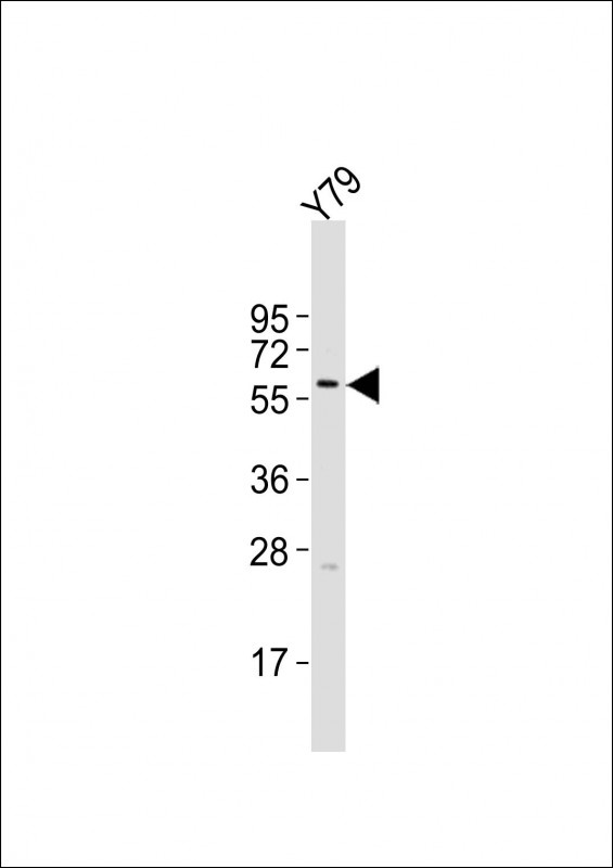 KRT12 Antibody