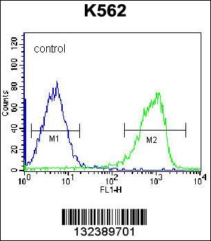 ZNF623 Antibody