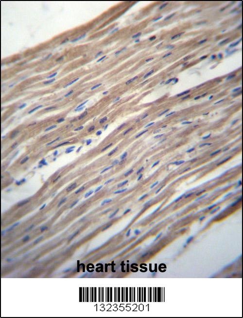 HRC Antibody