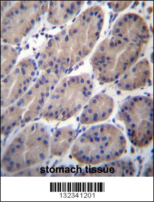 CTTNBP2NL Antibody