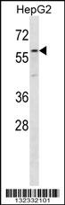 ZP4 Antibody