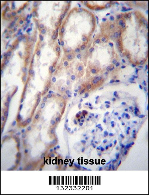 ZP4 Antibody