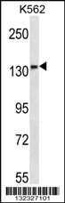 MN1 Antibody